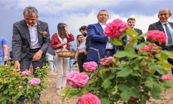 Trakya Üniversitesi’nde “Edirne Gülü”nün İlk Hasadı Yapıldı