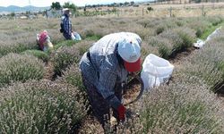 Siğilli Lavanta Bahçesi’nde 4.hasat dönemi başladı