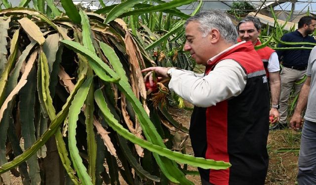 İzmir'in tarımsal çeşitliliğine Ejder Meyvesi katkısı