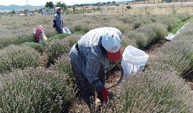 Siğilli Lavanta Bahçesi’nde 4.hasat dönemi başladı